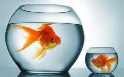 3 Must-Haves Distributors Need to Swim with the Big Fish